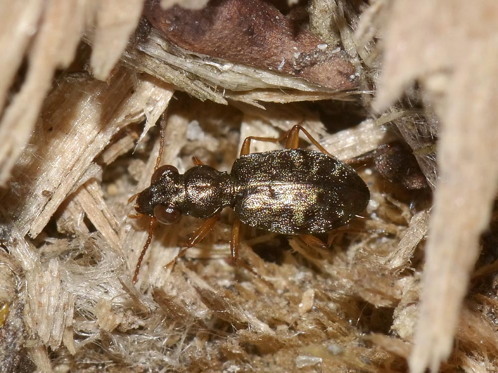 Asaphidion ..ma quali? A. austriacum